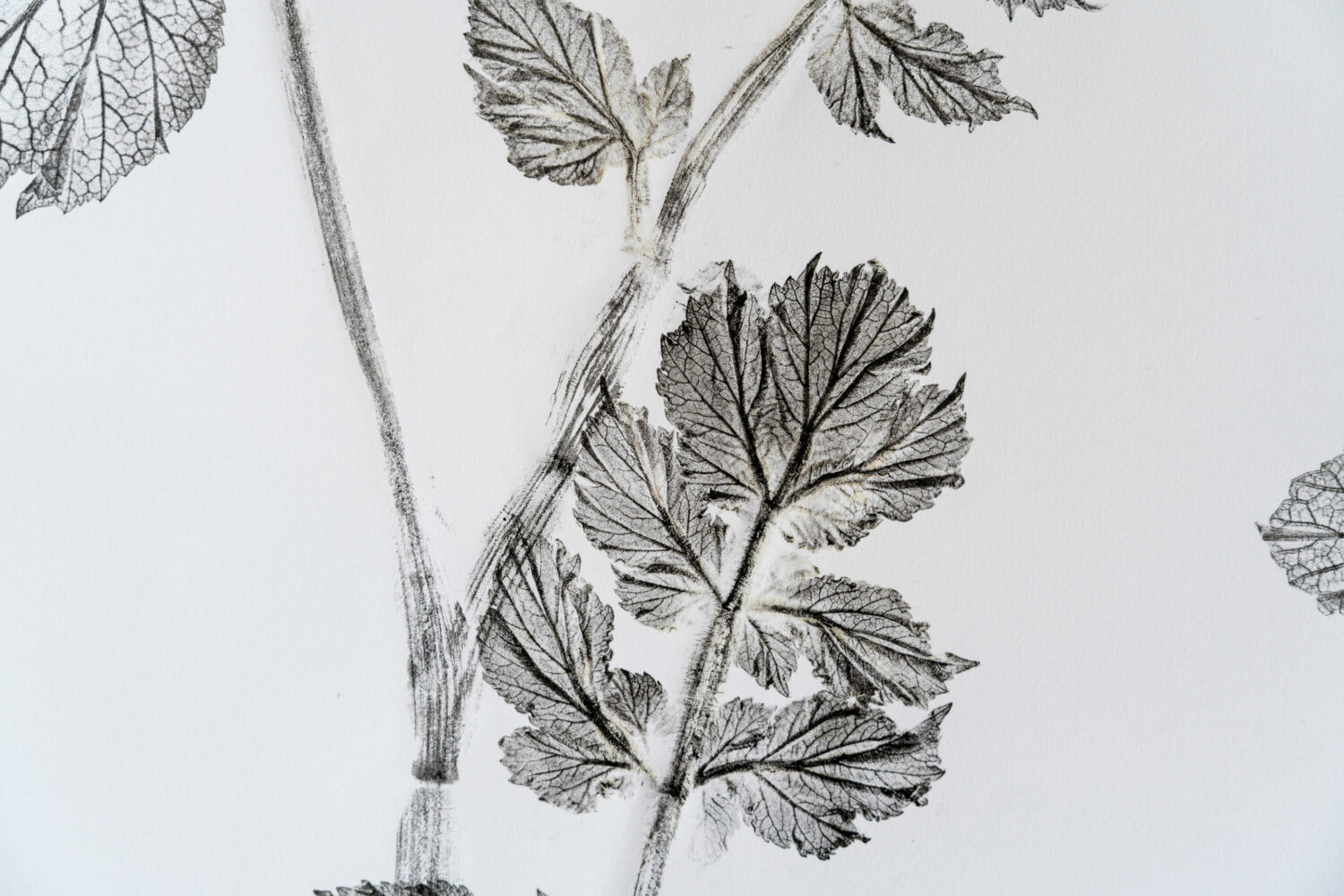 phytographia_ursuline-88