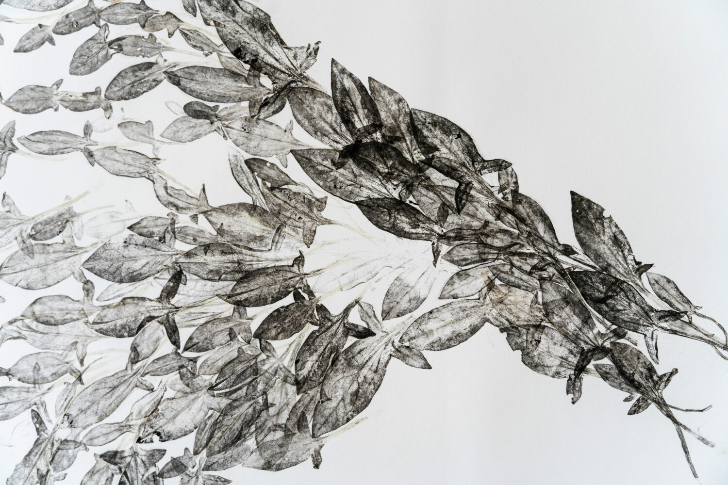 phytographia_ursuline-95