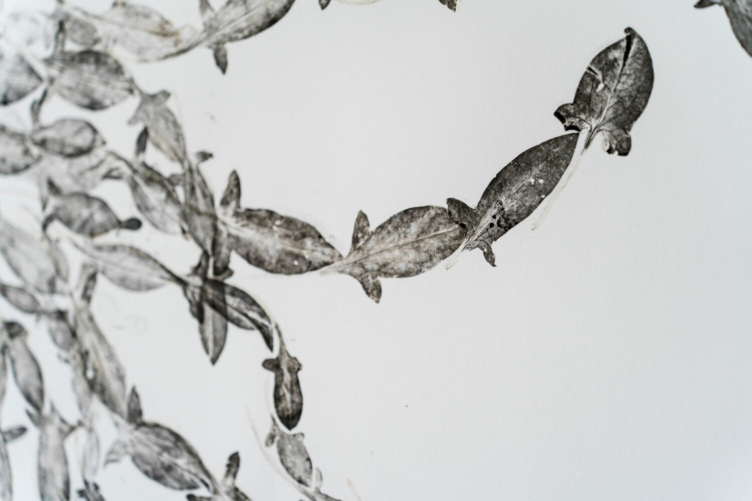 phytographia_ursuline-98