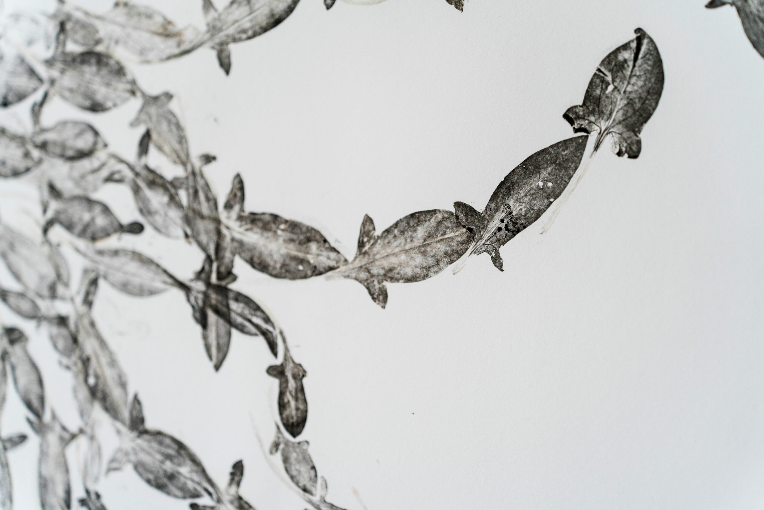 phytographia_ursuline-98