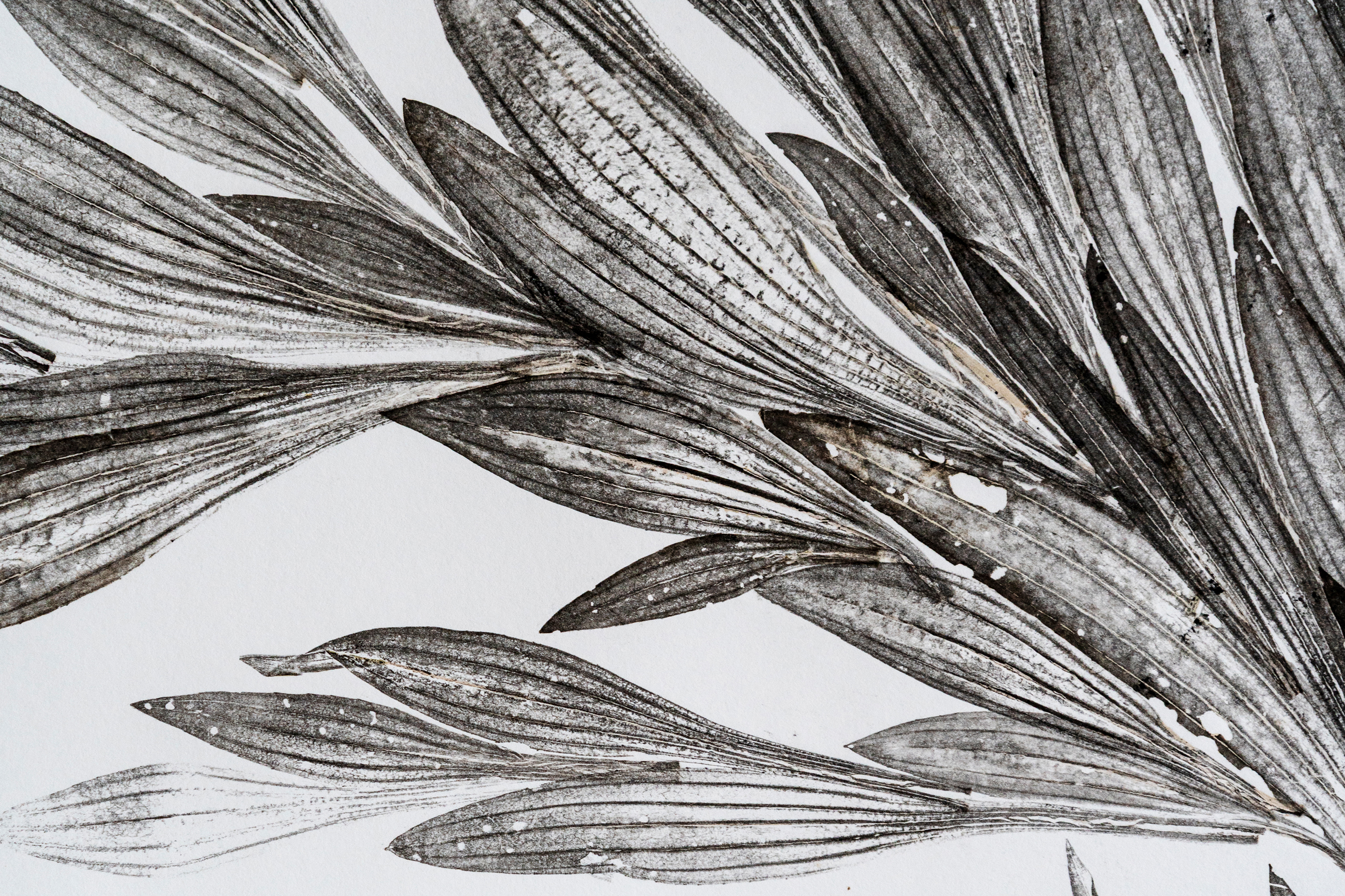phytographia_ursuline-103bis