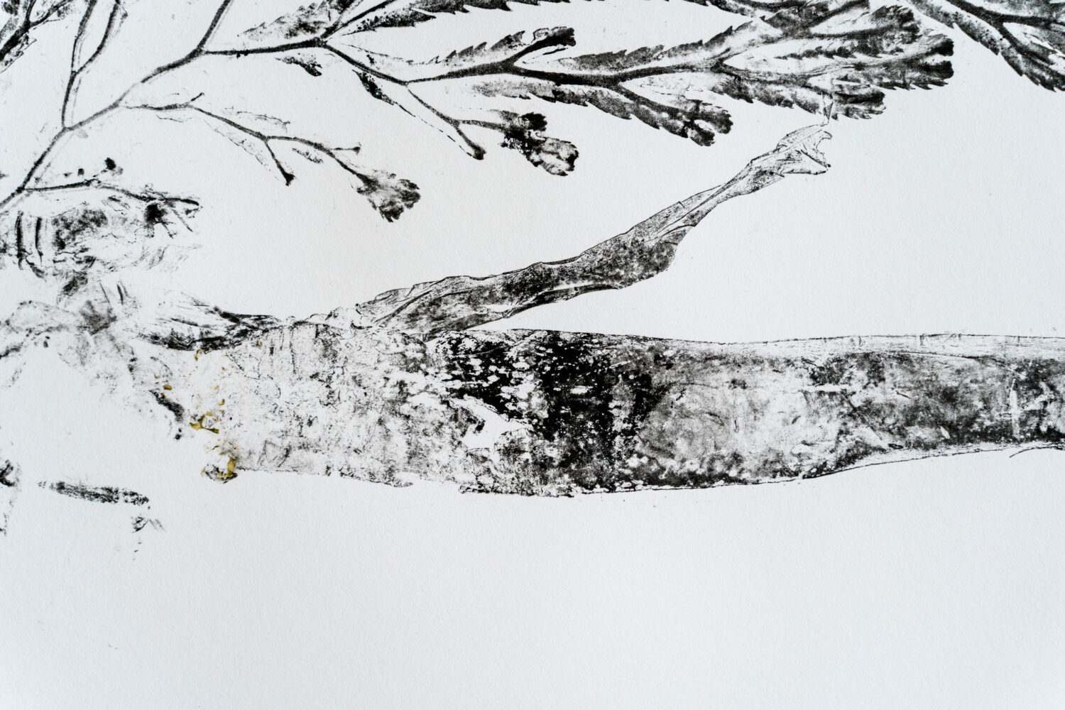 phytographia_ursuline-110