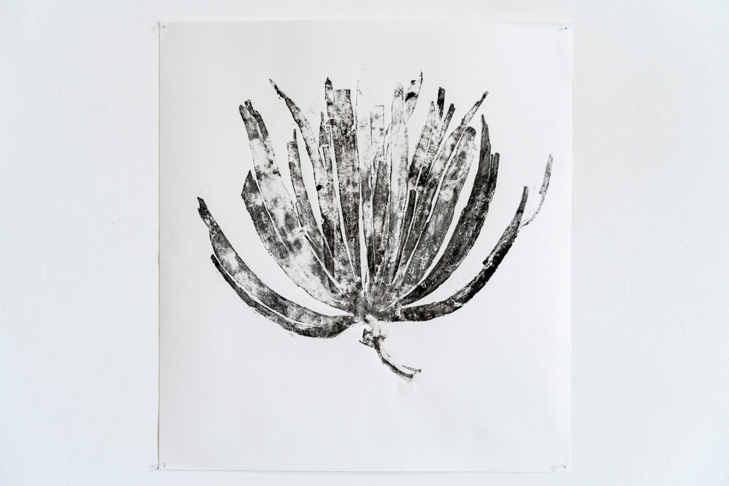 phytographia_ursuline-113