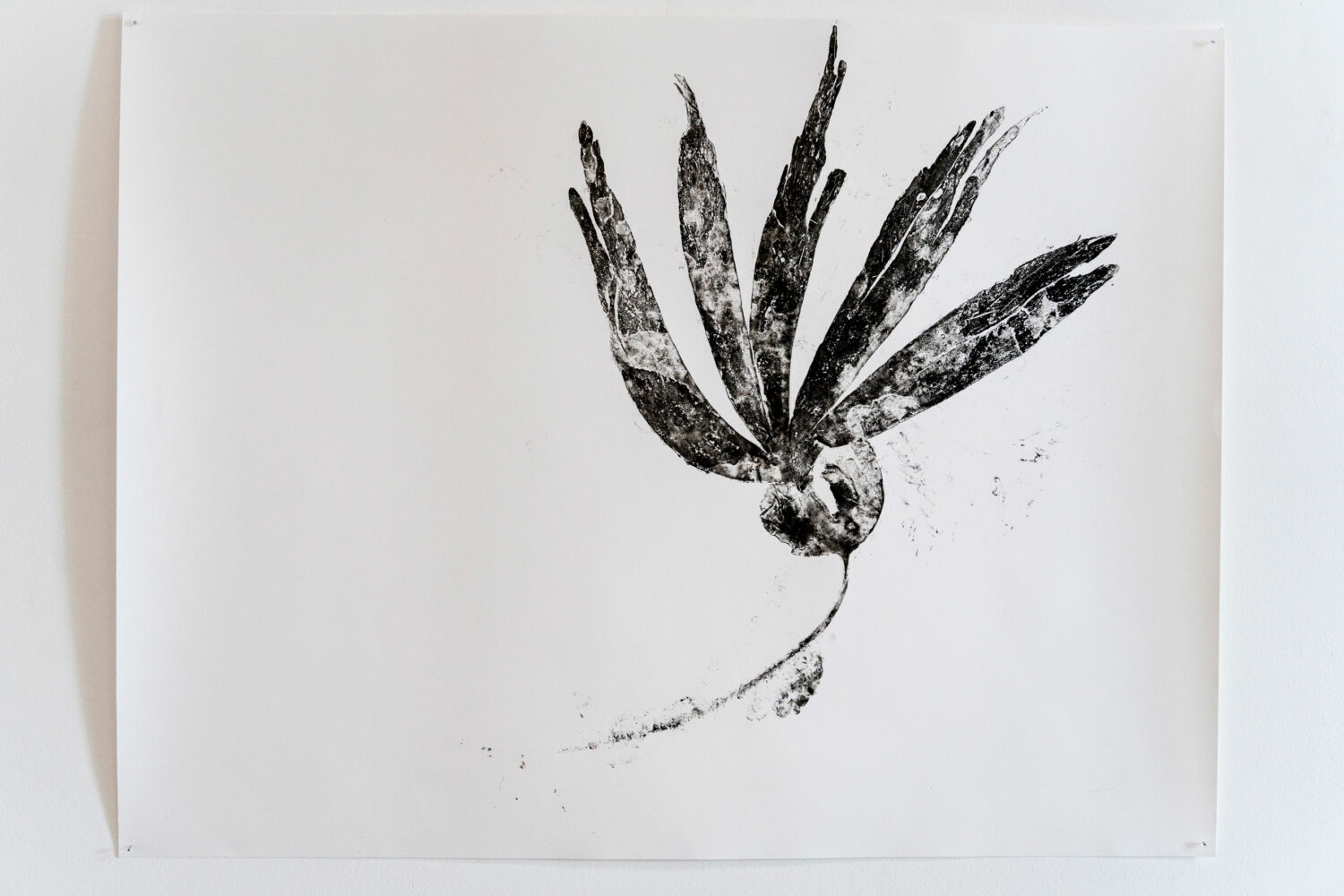 phytographia_ursuline-118