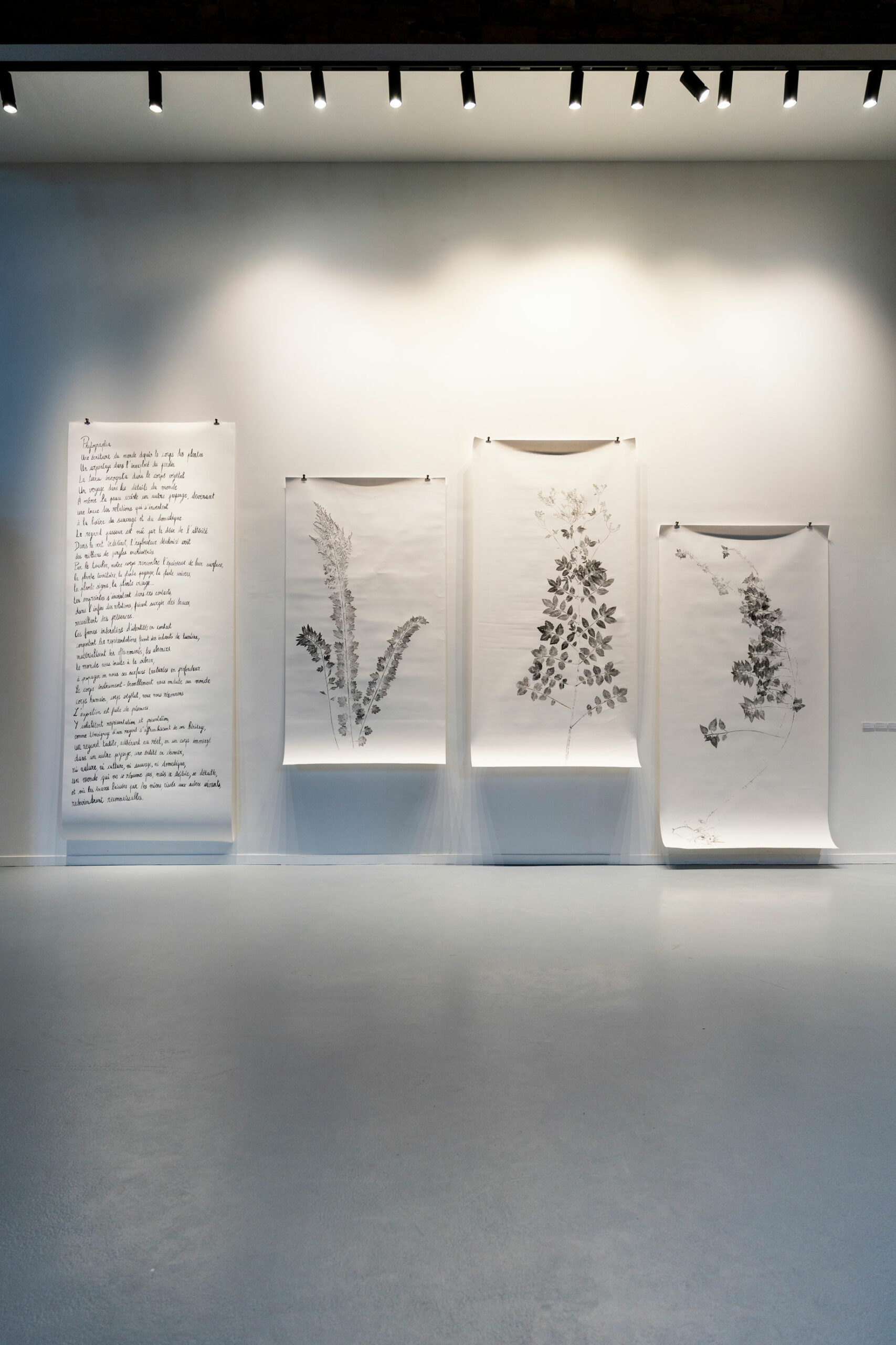 phytographia_ursuline-23