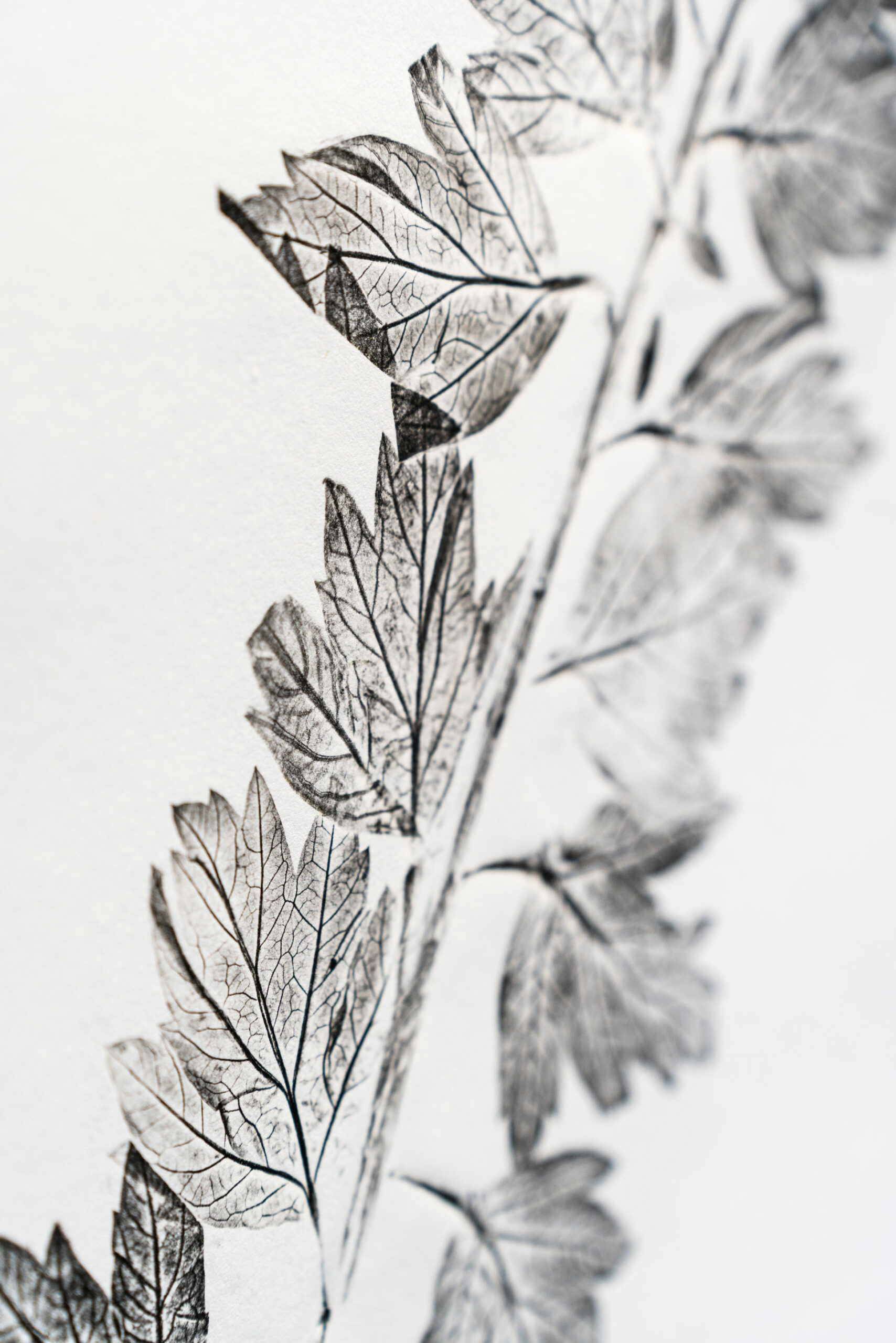 phytographia_ursuline-48