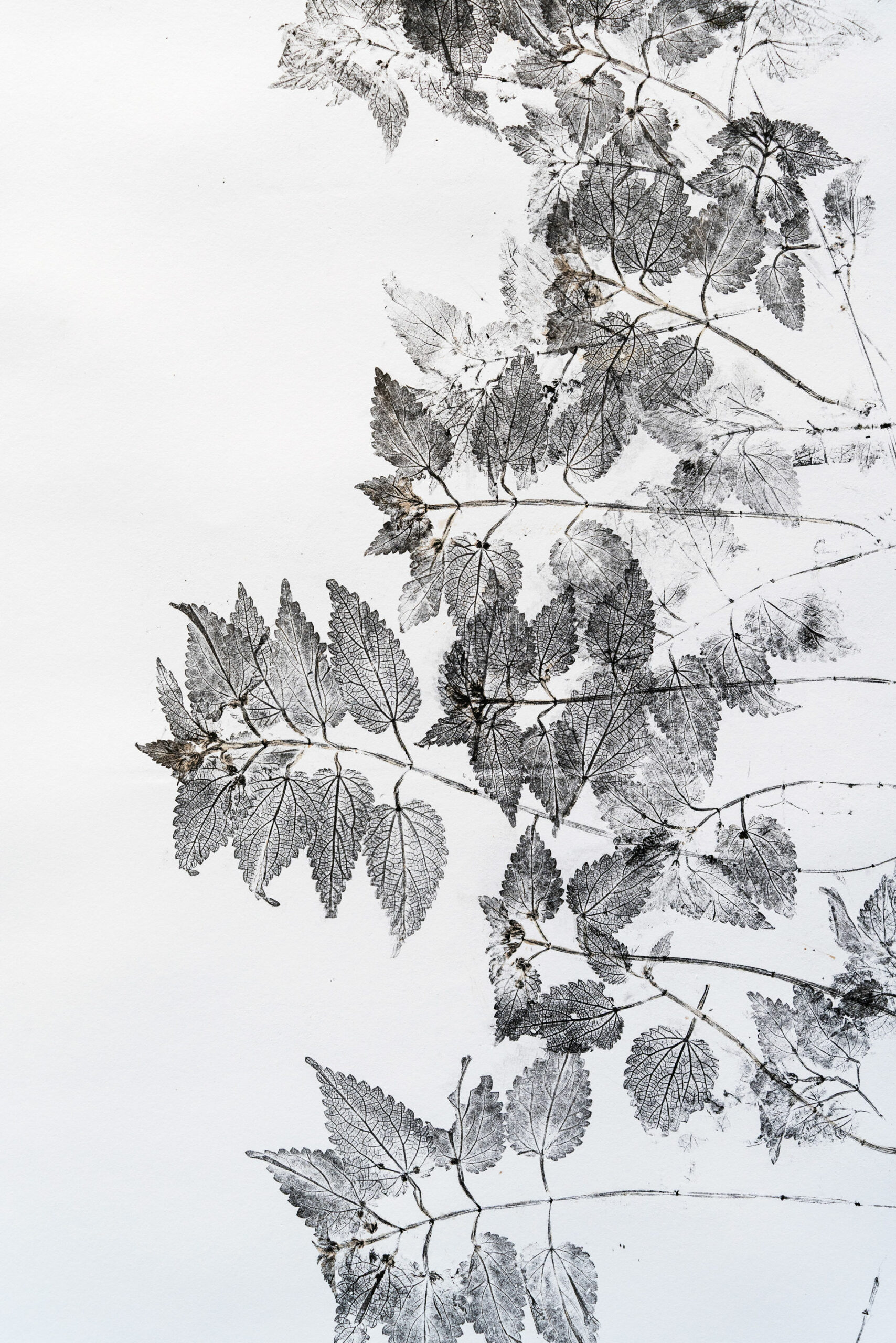 phytographia_ursuline-50