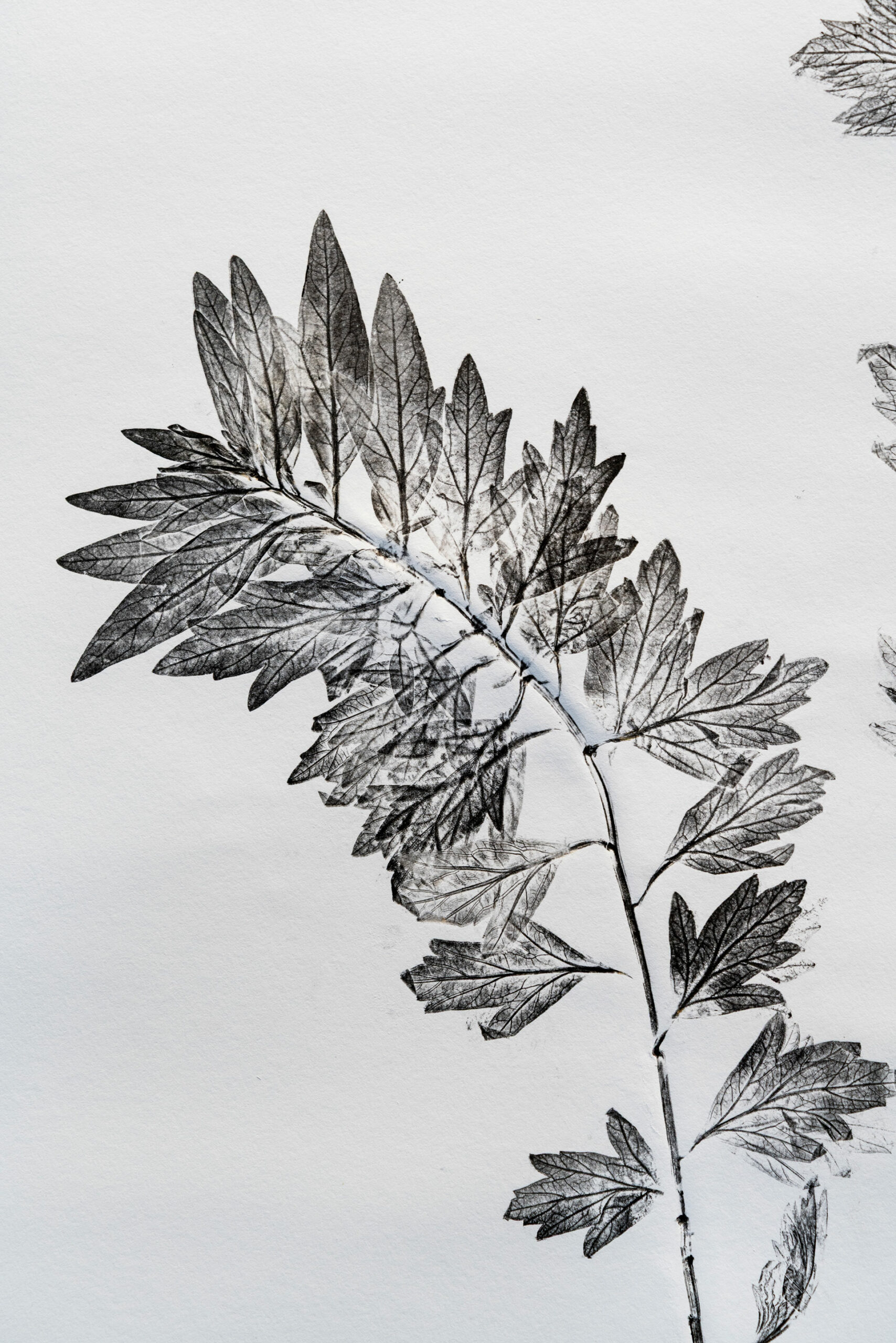 phytographia_ursuline-53