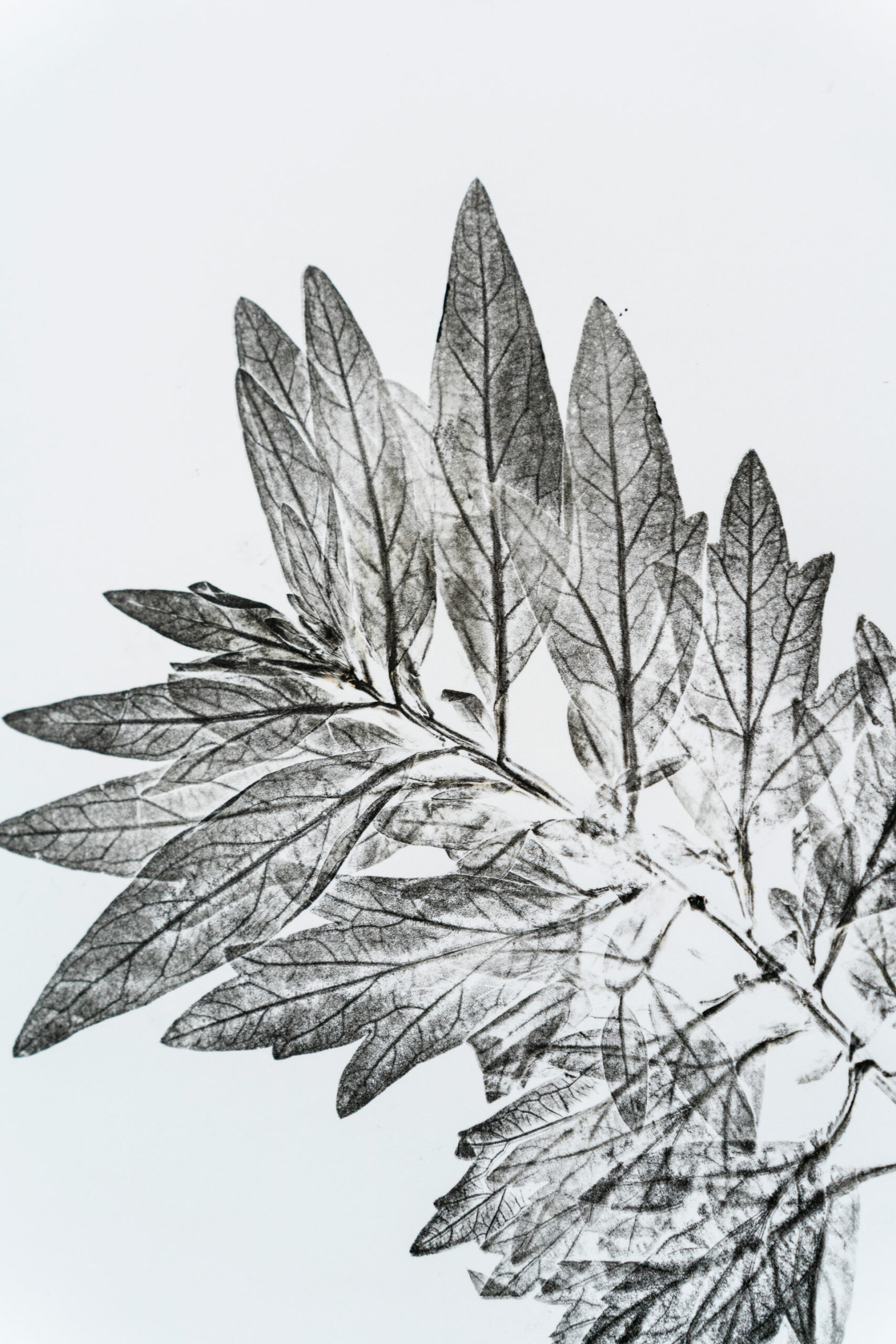 phytographia_ursuline-71