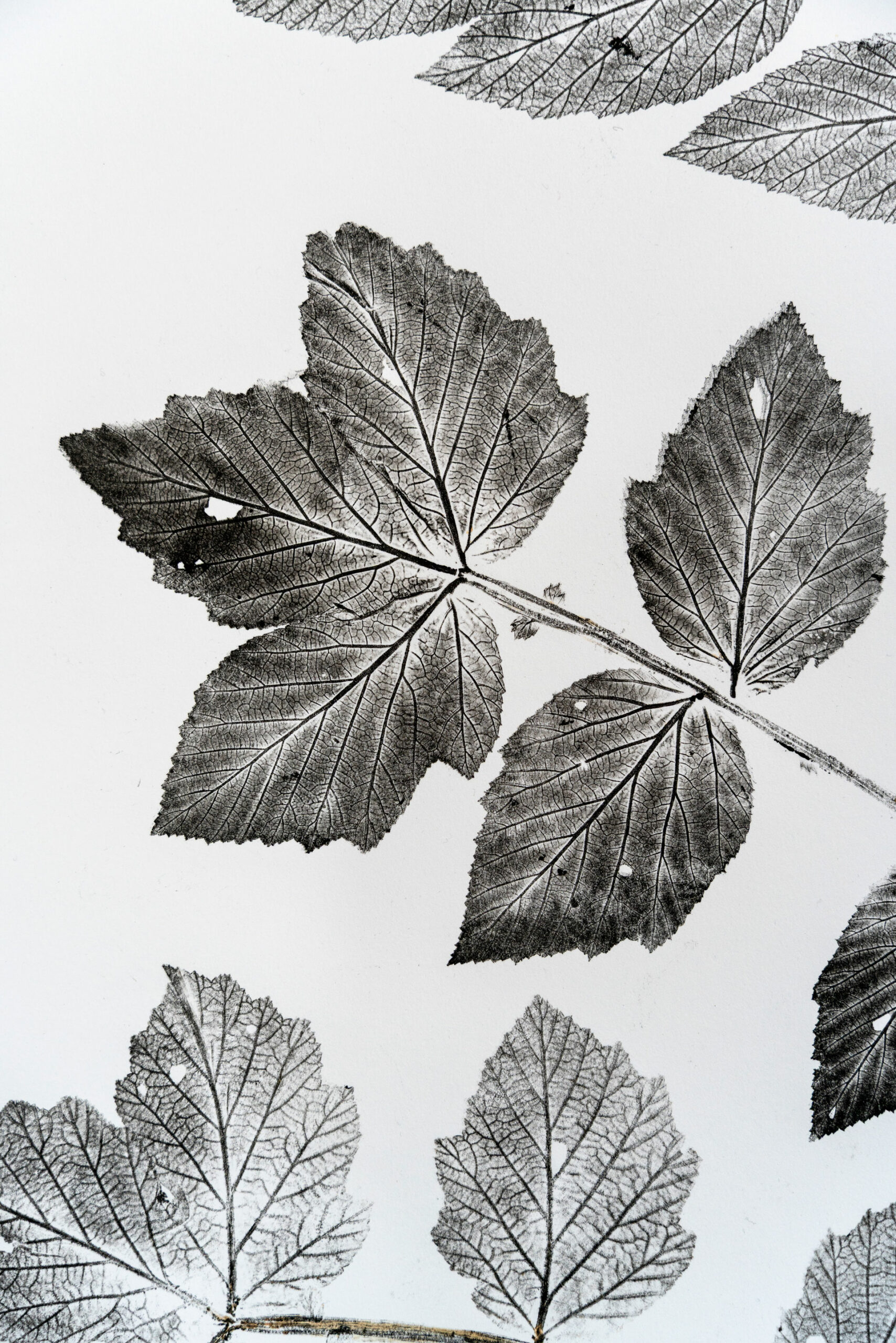 phytographia_ursuline-76