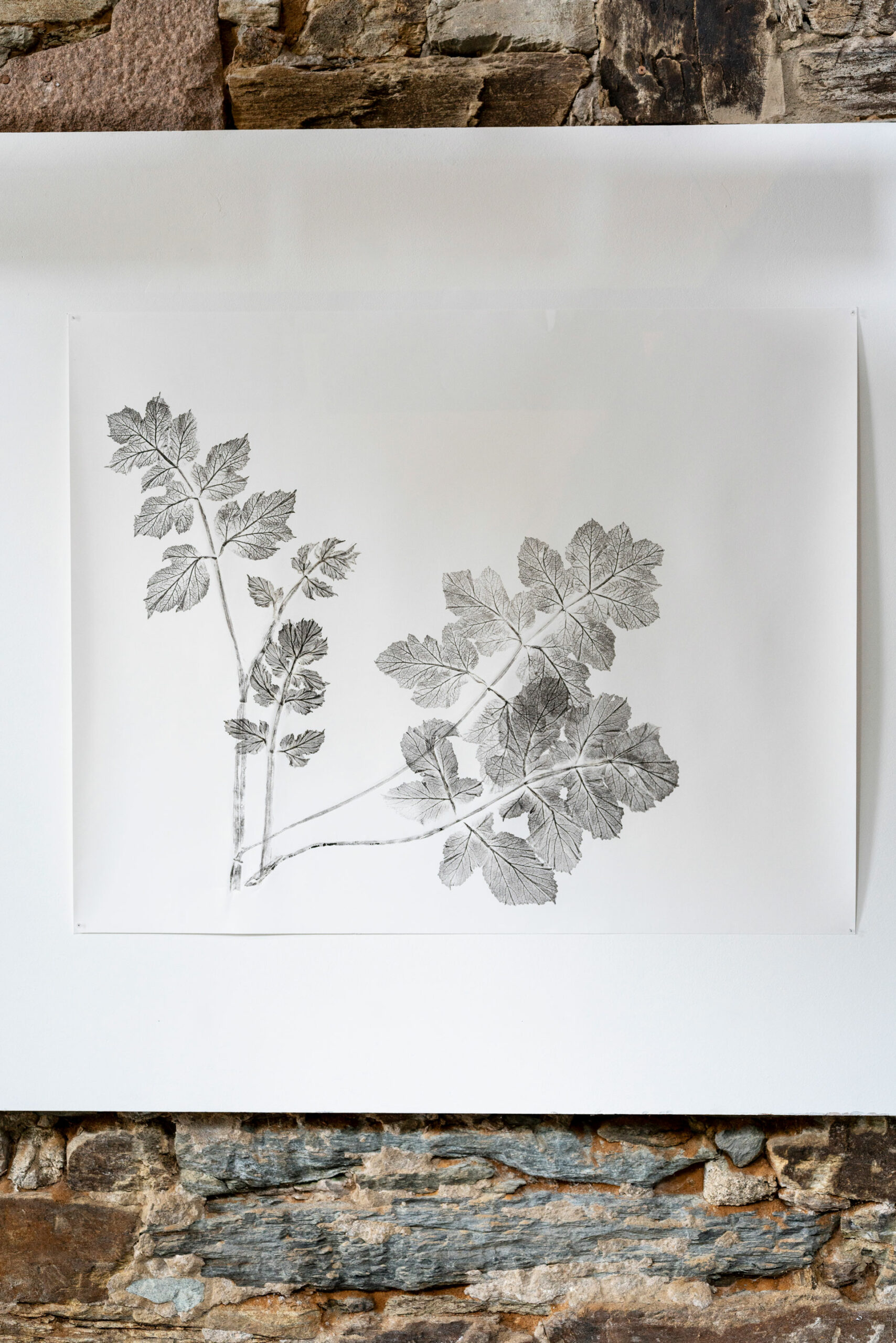 phytographia_ursuline-87