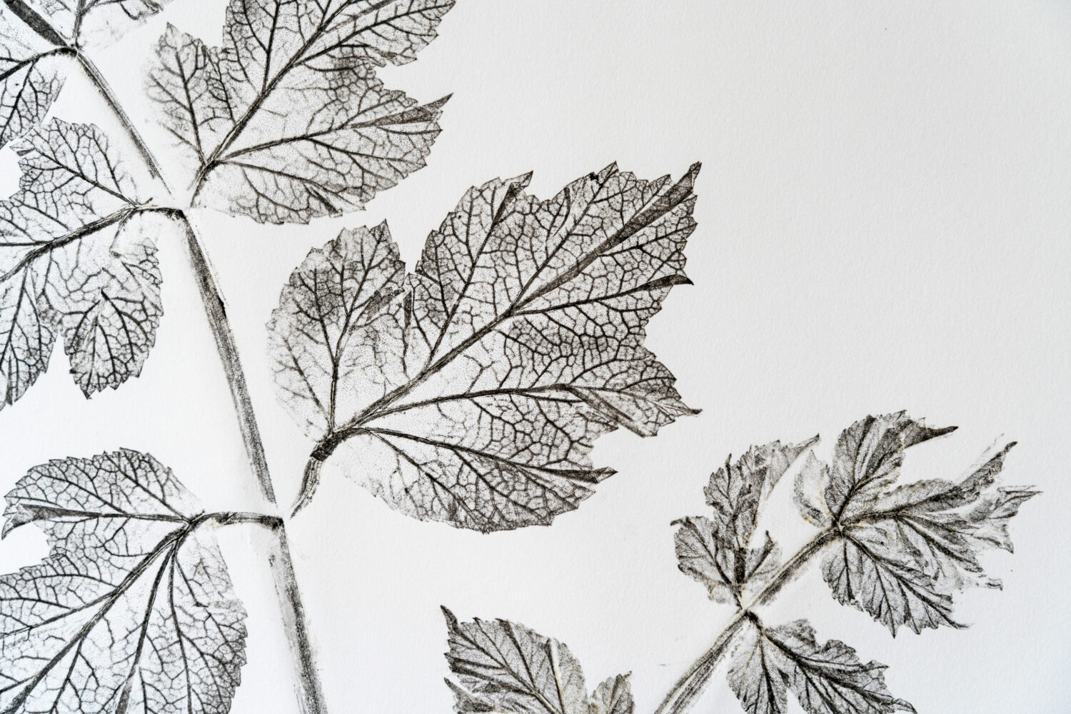 phytographia_ursuline-90