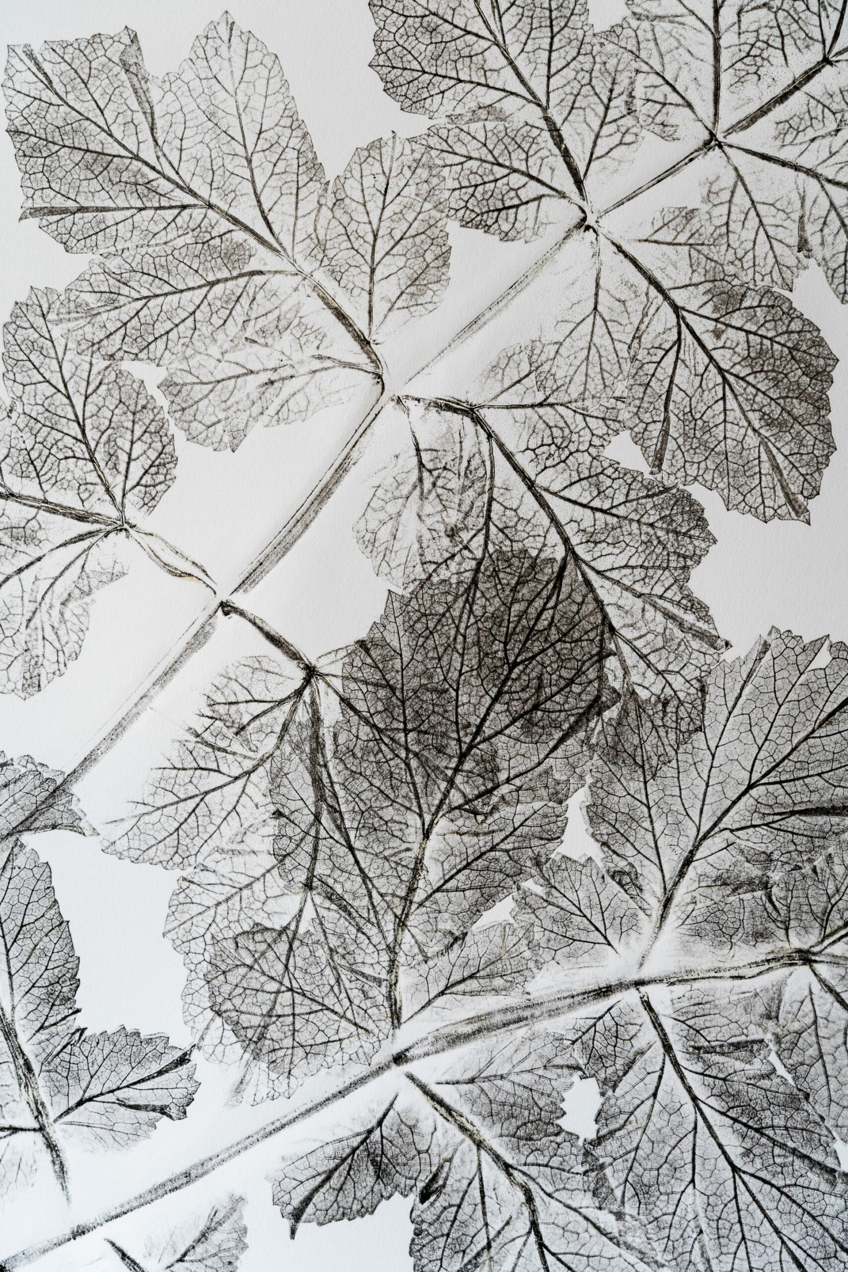 phytographia_ursuline-91