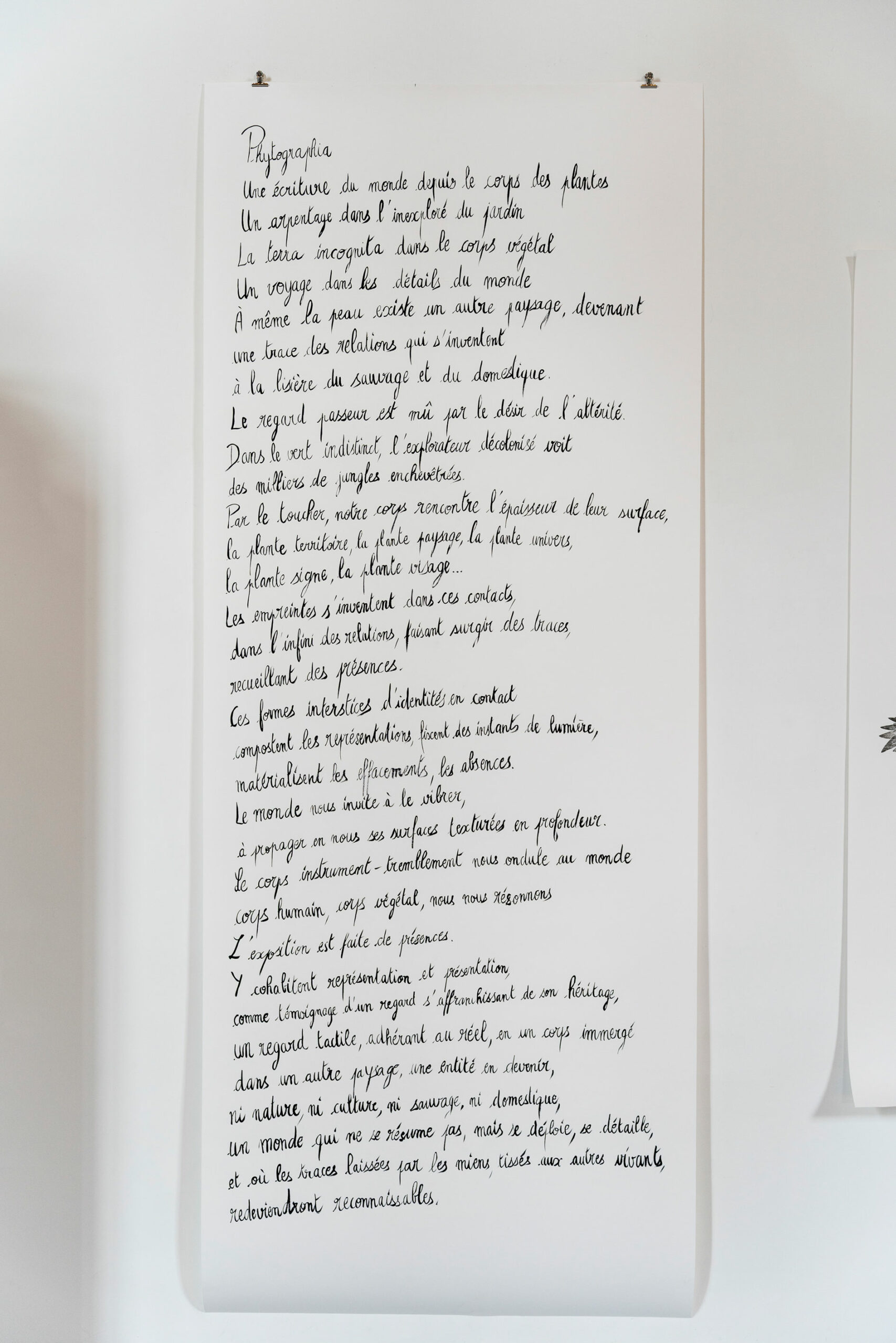 phytographia_ursuline-67