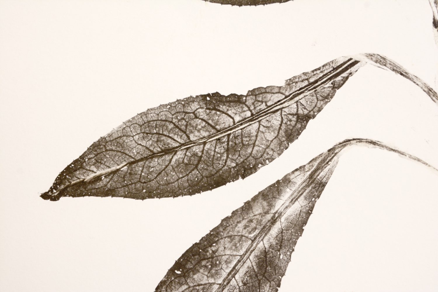Centaurée-plume_2530