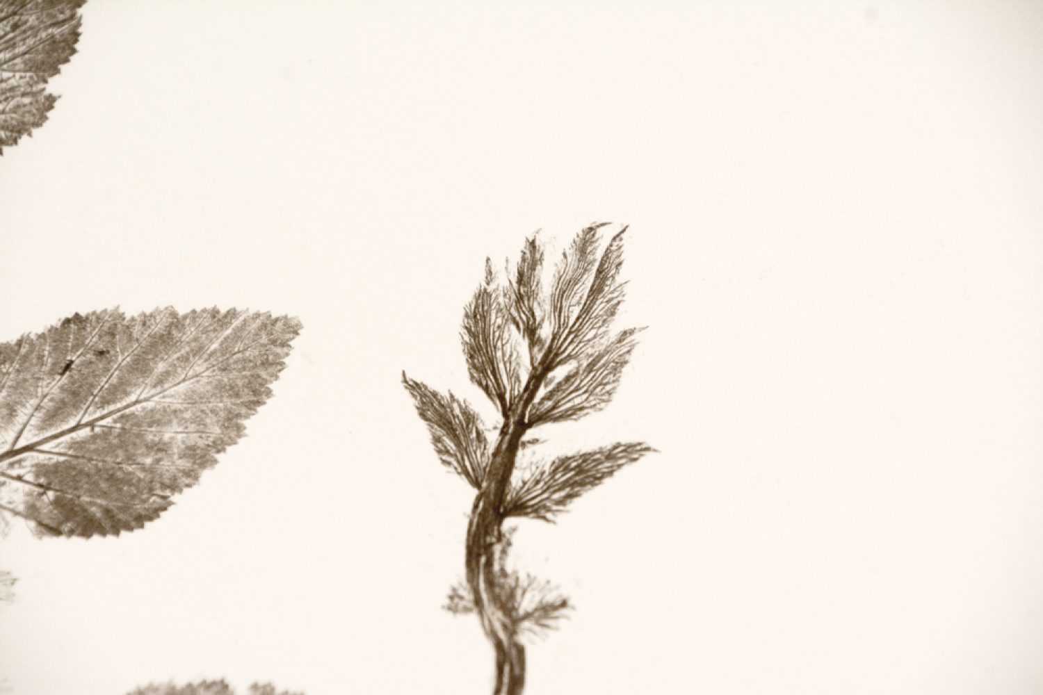 Fillipendula-Plume_2533