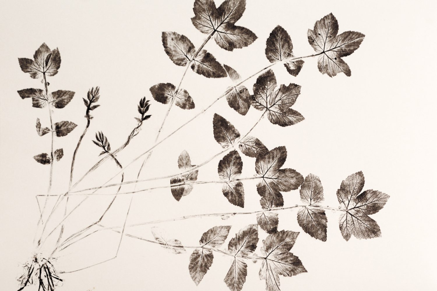 Fillipendula-Plume_2605