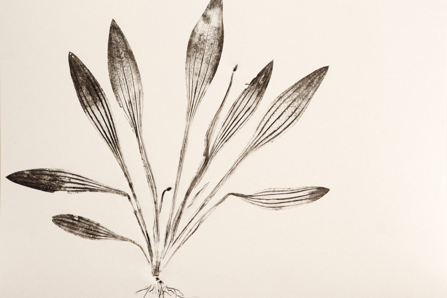 Plantago-Plume_2606