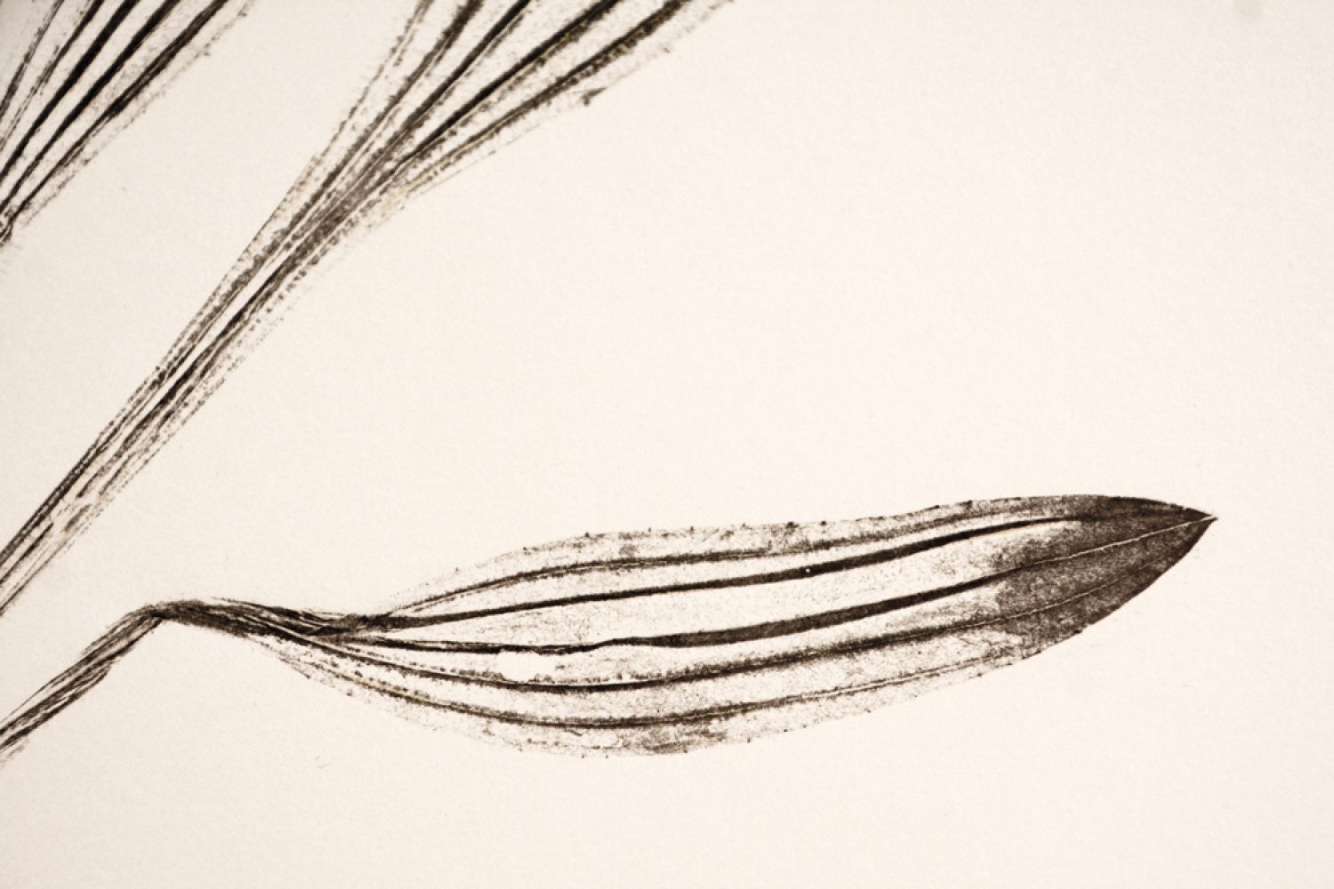 Plantago-Plume_2607