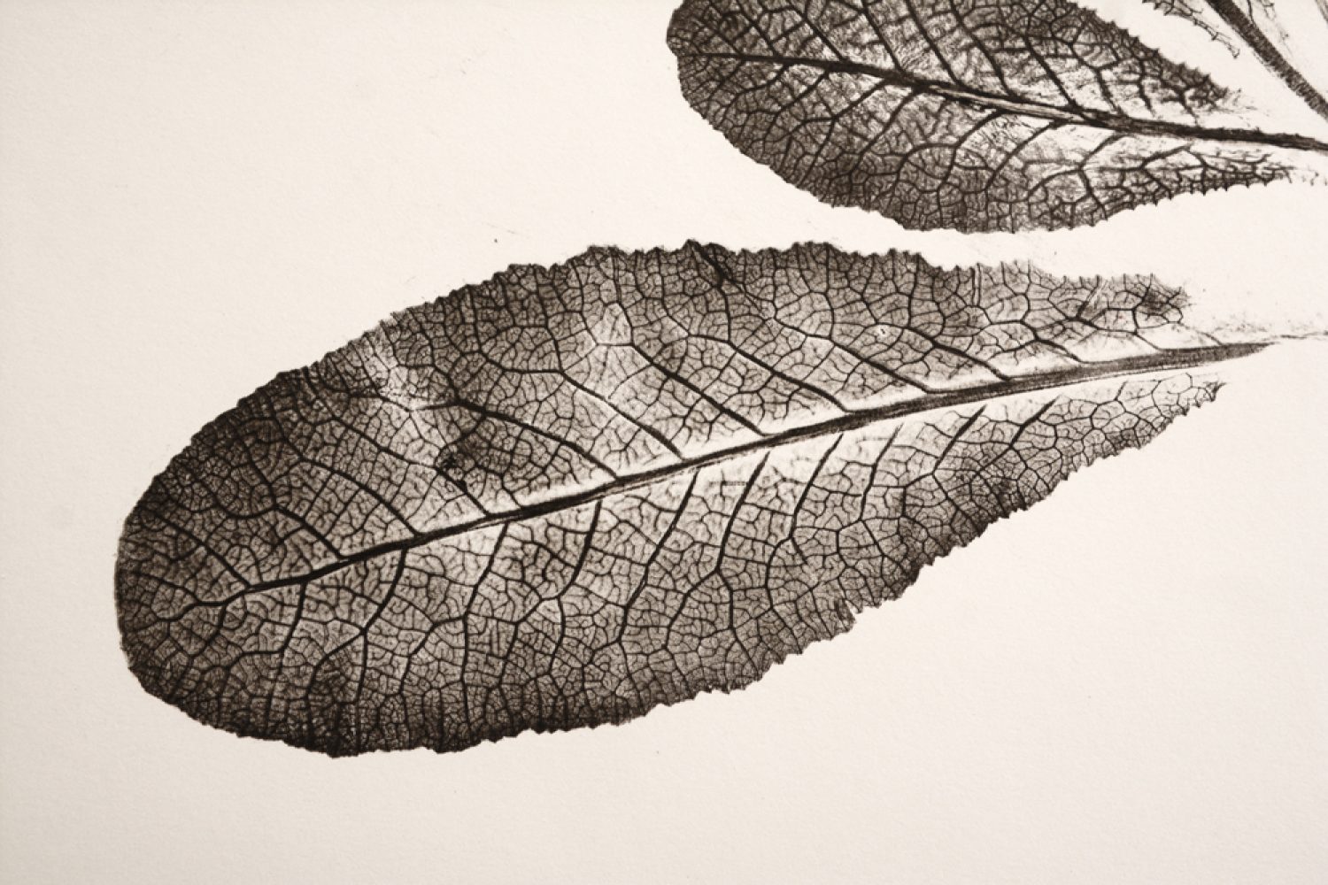 Primevère-Plume_2601